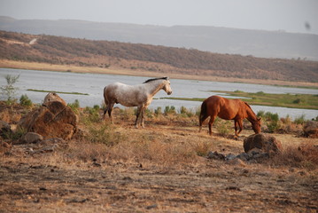 horses in the meadow