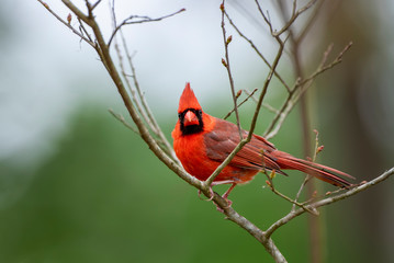 Male Northern Perched in the Bare Branches of a Crepe Myrtle Tree in Early Spring in Louisiana