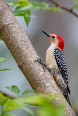 Red Bellied Woodpecker Perched on Mulberry Branch in Spring Time