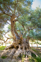 The oldest known olive tree with an age of over 3500 years old at Kavusi, Crete, Greece.