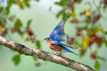 Male Eastern Bluebird Doing Ritual Wing Wave During the Spring Mating Season in South Central Louisiana