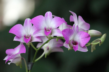 An orchid of the Dendrobium species, found in Southeast Asia, Australia, New Guinea, New Zealand and the Solomon Islands.