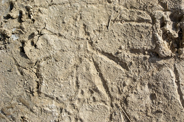 footprint of a bird on the sand