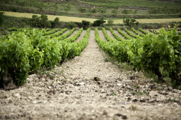 Fototapeta na wymiar Vineyards in the countryside
