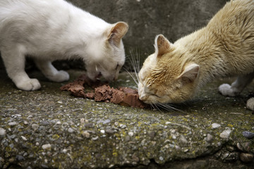 Stray cat eating