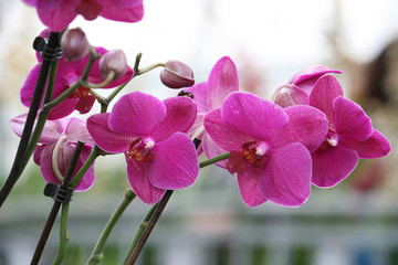Orchid species Vanda, found in India, the Himalayas, Southeast Asia, Northern Australia, New Guinea, New Zealand and the Philippines.