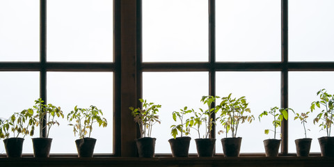 Potted plants on the windowsill on a light background of the window. Tomato seedlings - a panorama in a rustic style on the background of a wooden window frames