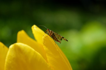 an interesting beetle on the petals of a yellow tulip