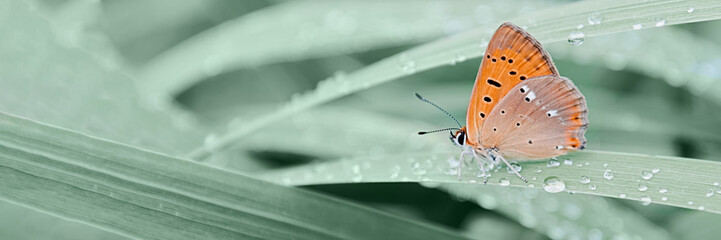An orange butterfly sits on grass covered with morning dew. Concept background, insects, wildlife, spring.