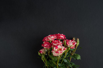 Pink rose on trendy black background. Fashionable template in flat lay style with place for your text. Minimal mockup concept.