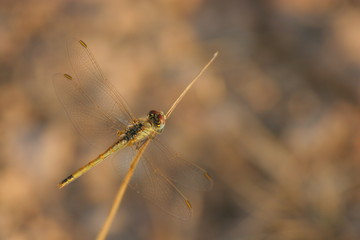 Libélula posada sobre ramilla seca. Cieza, Murcia, España.