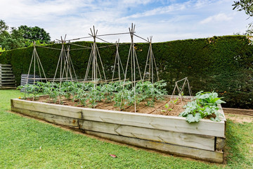 vegetable garden with harvest growing