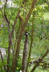 a small bird on a wooden pole