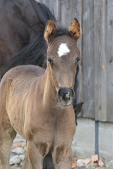Fototapeta premium Sweet foal with a white spot on the forehead, called star or flower