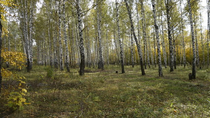 autumn forest in the morning