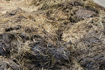 The farmer's dung heap and manure for the field