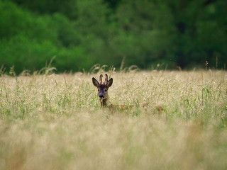 A roe deer displaying the new antlers returns to the woods at sunrise