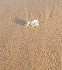 Fototapeta na wymiar white flowers in the sea