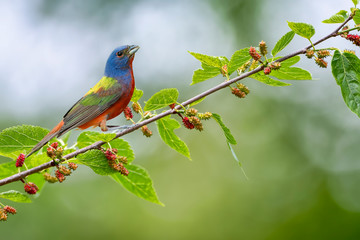 Male Painted Bunting Perched on Mulberry Tree Branch in Louisiana