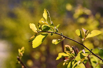 Bright green leaves bathed in the sun shine.Fresh spring foliage.Abstract background,floral negative space.Bright green leaves bathed in the sun shine.Fresh spring foliage.