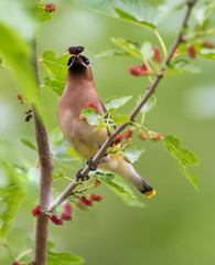 Cedar Waxwing Eating Mulberries in Louisiana in Early Spring