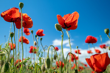 Red poppy flowers and blue sky