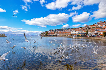 Ohrid, North Macedonia, 22 February 2020: Seagulls in lake Ohrid.