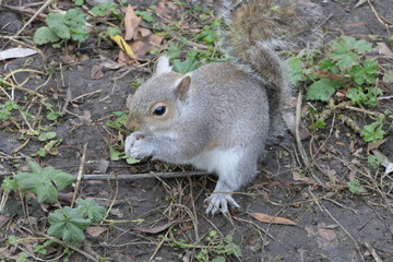 Cute squirrel hides a delicious nut in her paws