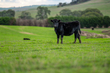 murray grey and Angus cattle grazing on pasture..