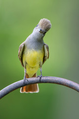 Great Crested Flycatcher Perched on Shepherd's Hook and Looking Skyward