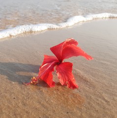 red flower in the sea