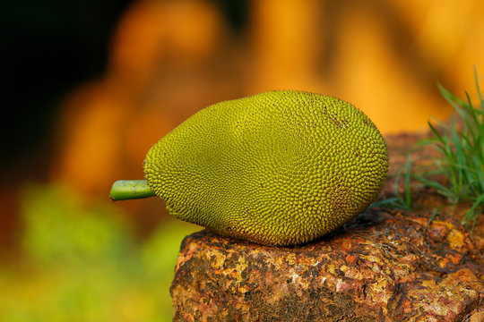 Fresh Ripe Jack Fruit Isolated On Natural Background