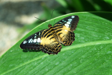 Naklejka na ściany i meble Parthenos sylvia, the clipper butterfly on green leaf