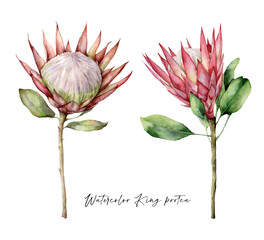 Set of watercolor King proteas. Hand painted tropical pink flowers and leaves isolated on white background. Floral illustration for design, print, fabric or background. Summer plant.