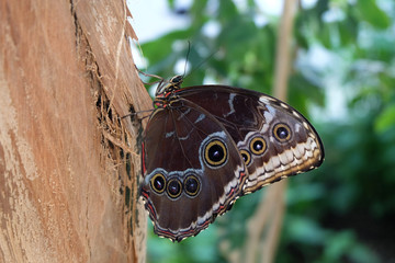 Blue Morpho Butterfly (Morpho Peleides)