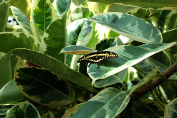 Giant Swallowtail butterfly ( Papilio cresphontes) on a leaf