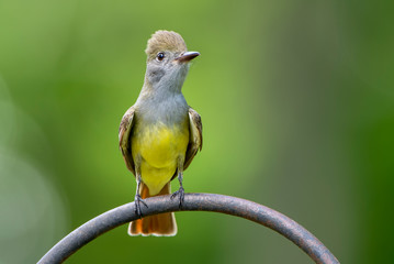 Great Crested Flycatcher Perched on Shepherd's Hook in Garden in Louisiana
