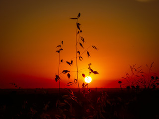 Fototapeta na wymiar Sunset with flower silhouette