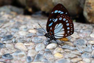 Fototapeta na wymiar malay tiger butterfly on the ground