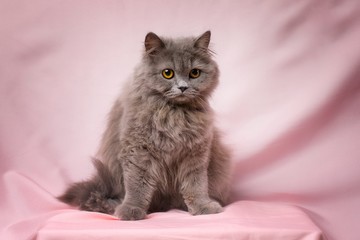 Cute British longhair cat, with elegant bow tie.