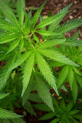 Marijuana leaves. Bush cannabis on blurred background. Marihuana plants close up.