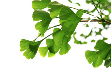 Ginkgo biloba green leaves on a tree. Ginkgo Biloba Tree Leaves on light sky.