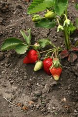 Strawberry fruits grows in the garden, organic fruit. Bush of strawberry. Organic strawberries in the garden. Ripe red fruits of strawberry plant.
