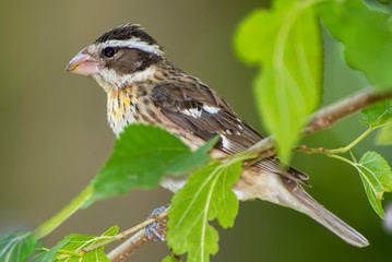 Female Rose Breasted Grosbeak Perched in Mulberry Tree During Spring Migration in Louisiana