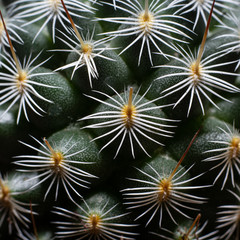 Peque&ntilde;as espinas