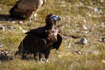 The cinereous vulture (Aegypius monachus) also known as the black vulture, monk  or Eurasian black vulture sitting on the feeding place. Big black vulture.