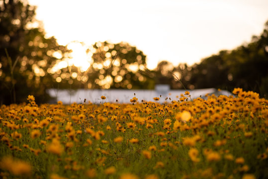 Black-eyed Susan Flowers, Rudbeckia Hirta, In Beautiful Garden. Selective Focus With Narrow Depth Of Field For Background. Wild Small Field Flower. Farm House Roof In The Background	
