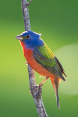 Male Painted Bunting Perched on Vertical Branch Against Spring Green Background