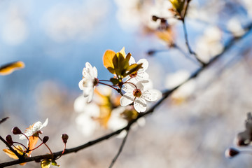 Blooming white flower in the spring