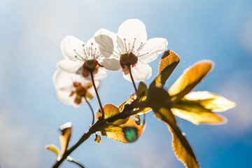 Blooming white flower in the spring